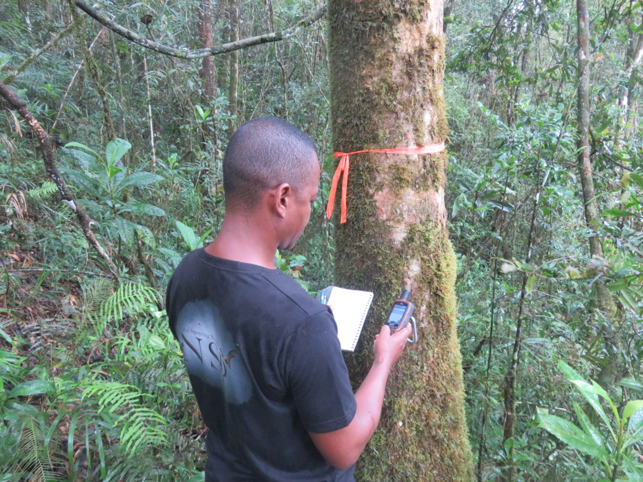 Inspecting a tree