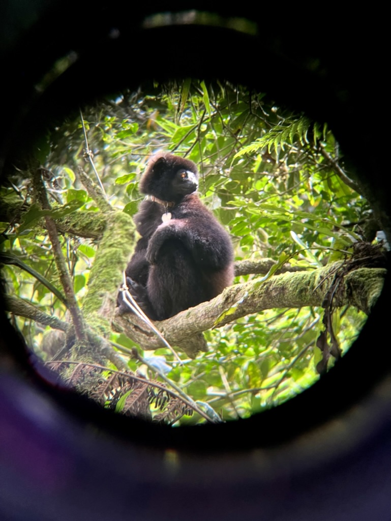 Milne-Edwards' Sifaka