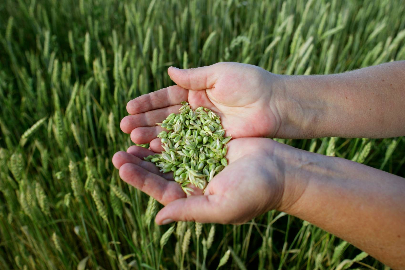 grass seeds