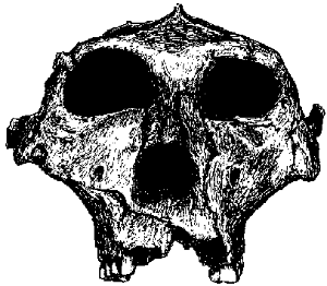 SKULL