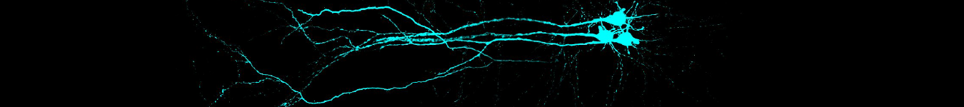 Horizontal filled cells