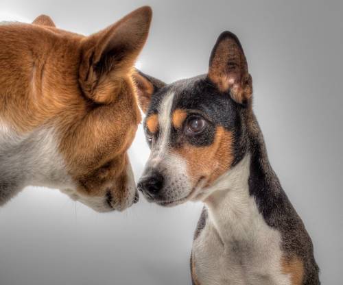 Dogs listening