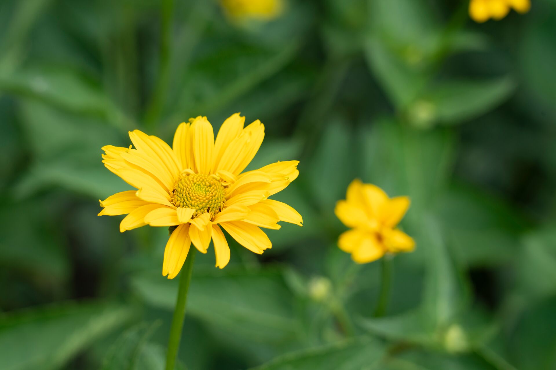 Yellow Flower